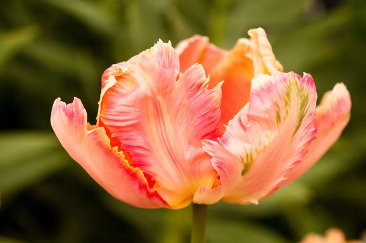 Tulpan 'Apricot Parrot'